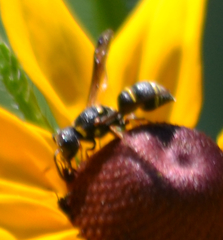 Leptochilus republicanus