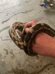 Pantherophis spiloides