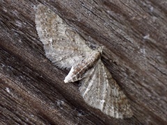 Eupithecia