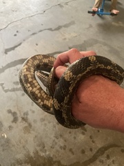 Pantherophis spiloides