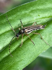 Analeptura
