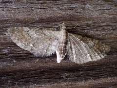 Eupithecia