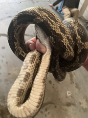 Pantherophis spiloides