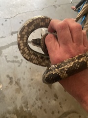 Pantherophis spiloides