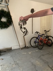 Pantherophis spiloides