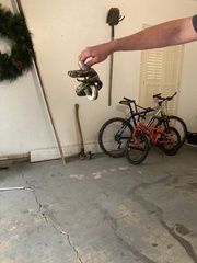 Pantherophis spiloides