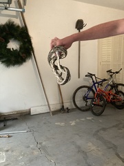 Pantherophis spiloides