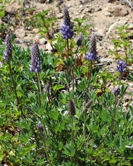 Lupinus lepidus confertus