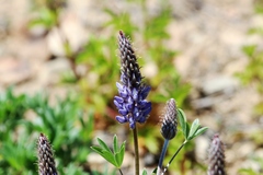 Lupinus lepidus confertus