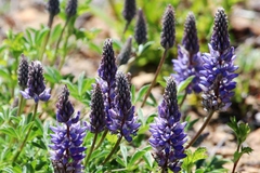 Lupinus lepidus confertus