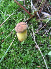 Cyanoboletus cyaneitinctus