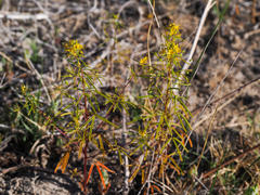 Cleomella plocasperma