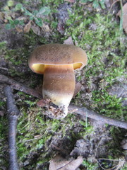 Cyanoboletus cyaneitinctus