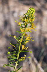 Cleomella plocasperma