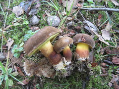 Cyanoboletus cyaneitinctus
