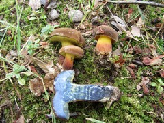 Cyanoboletus cyaneitinctus