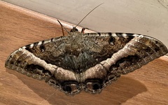 Ascalapha odorata
