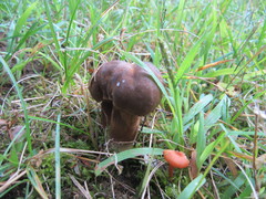 Cyanoboletus cyaneitinctus