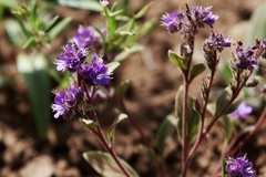 Phacelia humilis