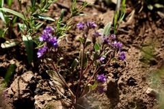 Phacelia humilis