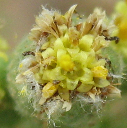 Eriocephalus microphyllus var. pubescens image