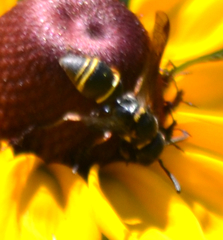 Leptochilus republicanus