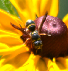 Leptochilus republicanus