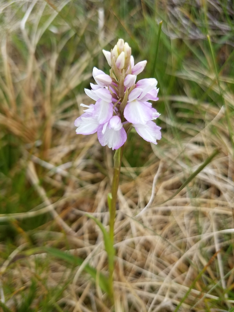 Dactylorhiza maculata (L.) Soó
