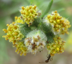 Eriocephalus microphyllus var. pubescens image