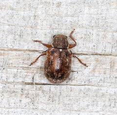 Xanthonia decemnotata