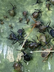 Chelinidea