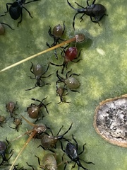 Chelinidea