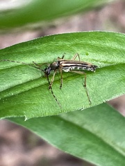 Analeptura