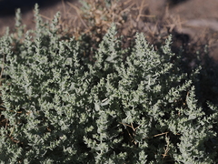Atriplex parryi