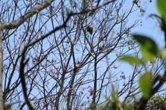 Psilorhinus morio