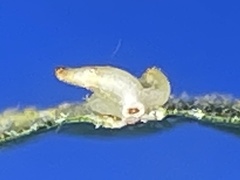 Caryomyia arcuata