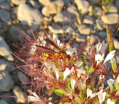 Polistes dorsalis neotropicus