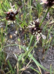 Juncus phaeocephalus