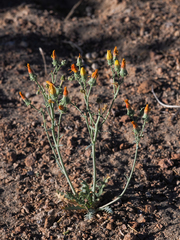 Malacothrix sonchoides