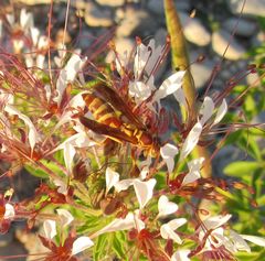 Polistes dorsalis neotropicus
