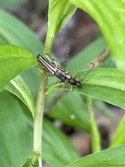 Analeptura