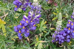 Lupinus paruroensis