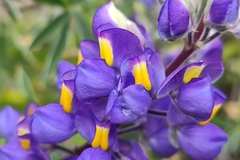 Lupinus paruroensis