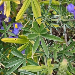Lupinus paruroensis