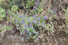 Lupinus paruroensis