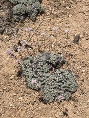 Eriogonum kennedyi