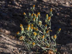 Malacothrix sonchoides