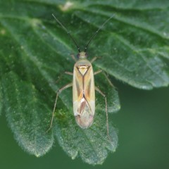 Plagiognathus longipennis