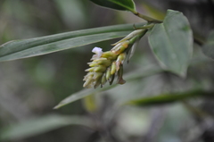 Renealmia heleniae