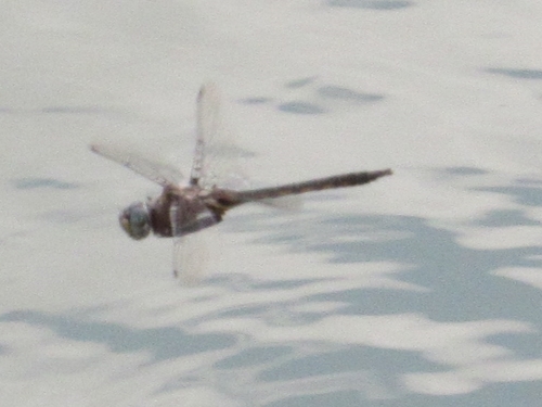 Dot-winged Baskettail photo 4